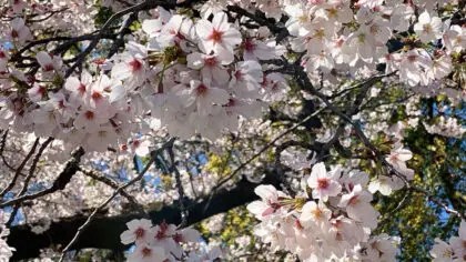 Beautiful Cherry Blossoms | Japan Private Tour 6 days