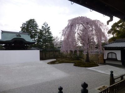 Zen landscape garden with a sakura tree in the Kodaiji Temple in Kyoto, Japan. This pictures is part of our travel guide.