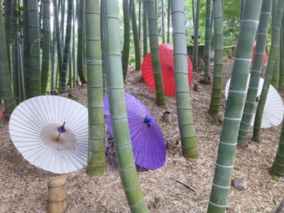 Colorful Japanese umbrellas in the bamboo forest at Kodaiji Temple in Kyoto, Japan