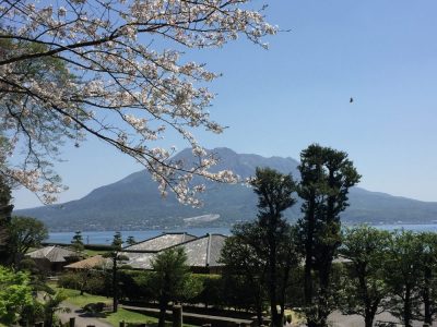 Sakurajima with cherry blossoms as seen from the Senganen garden in Kagoshima, Kyushu, Japan