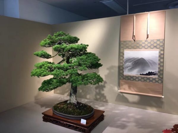 Bonsai tree in a museum in Japan