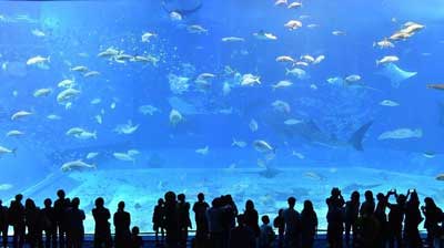 Churaumi Aquarium, Okinawa | World’s largest aquarium and whale sharks