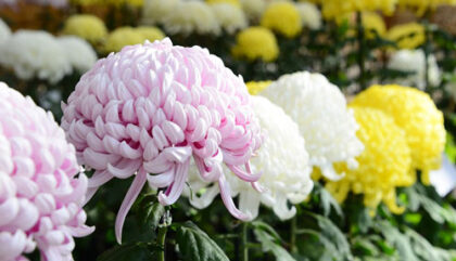 The National Flower of Japan | Culture Guide