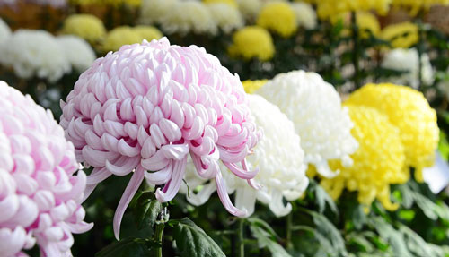A Chrysanthemum, the national flower of Japan and the Imperial Family