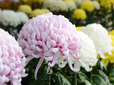 A Chrysanthemum, the national flower of Japan