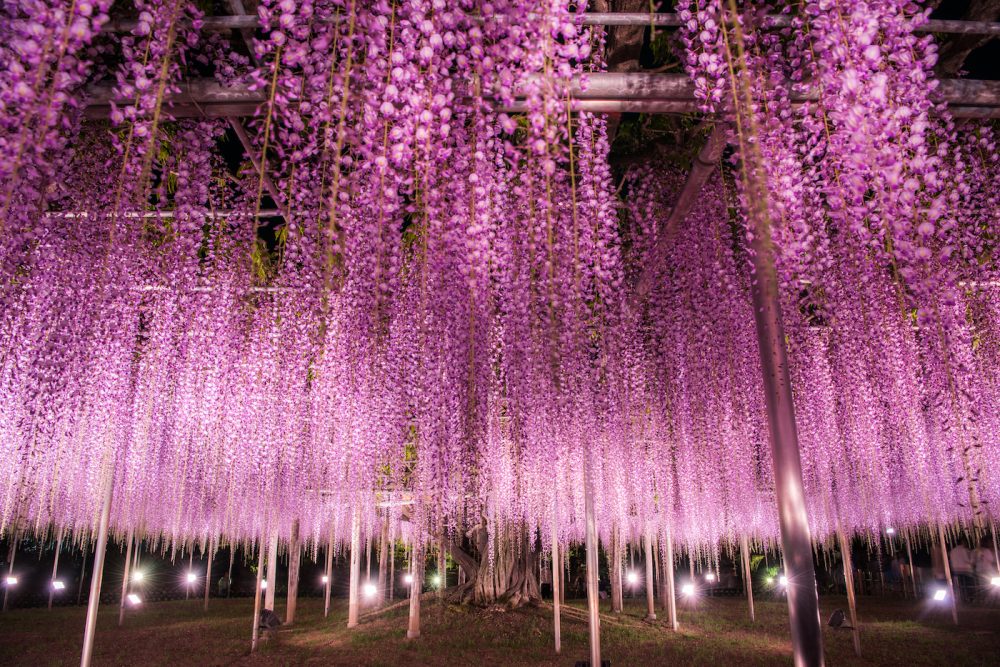 Ashikaga Flower Park by night in Tochigi, Japan