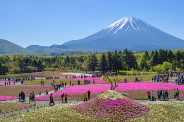 Pink moss at the Mt Fuji Shibazakura festival in Japan
