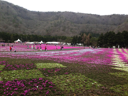 shibazakura, spring