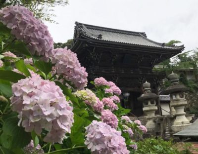 Blooming Hydrangea flowers in the Hasedera temple in Nara, Japan. This picture is part of our travel guide.