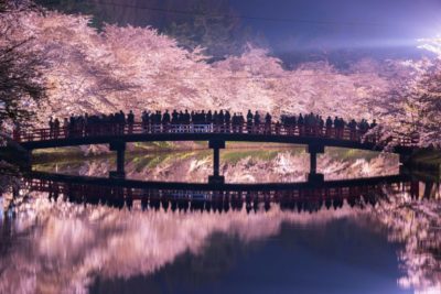 Cherry blossoms at night on the bridge of Hirosaki Castle in Aomori, Japan