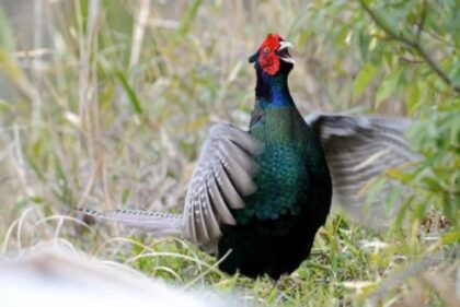 Pheasant | Japan’s beautiful national bird