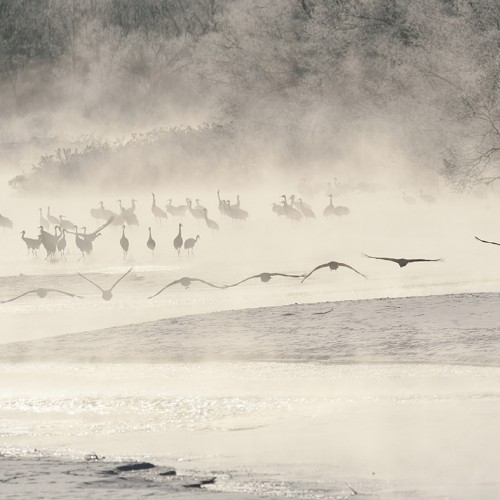 Cranes in Tsurui, Hokkaido, Japan