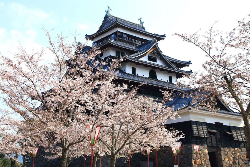 Matsue Castle with cherry blossoms in spring, Japan