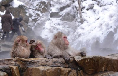 Snow monkeys enjoying a hot spring in winter in Nagano, Japan