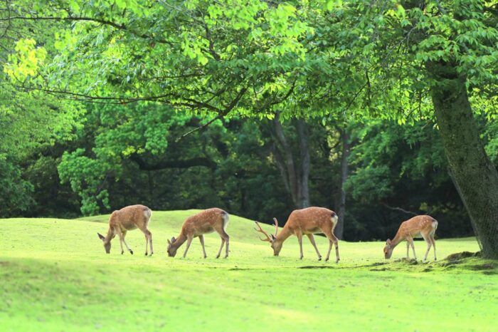 Deer in Nara Park, Japan