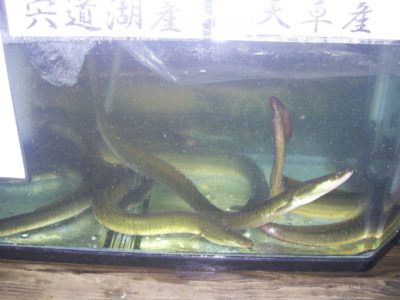 eel, unagi