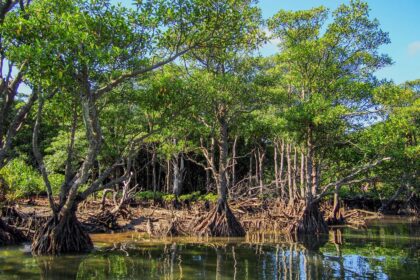 Iriomote Island, Okinawa | An island of rich and beautiful nature