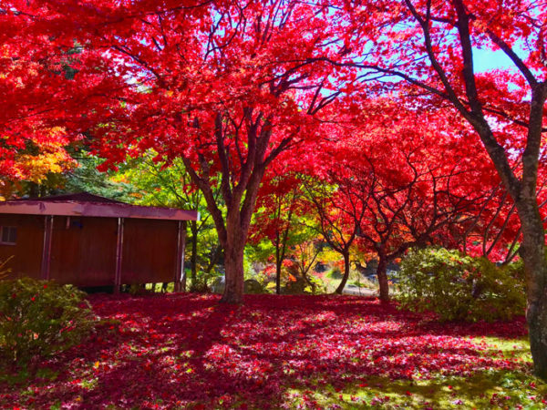 Red autumn fall foliage in Japan