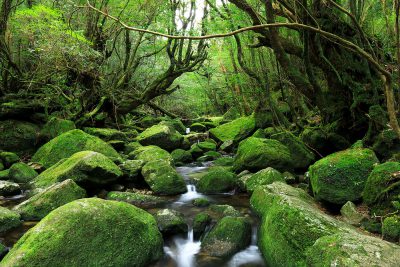 Old forest in Yakushima, Kagoshima, Kyushu, Japan