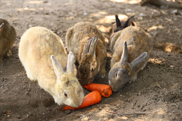Rabbits on rabbit island Okunoshima near Hiroshima, Japan