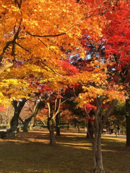 Fall-leaf viewing | Beautiful Autumn Leaves in Japan