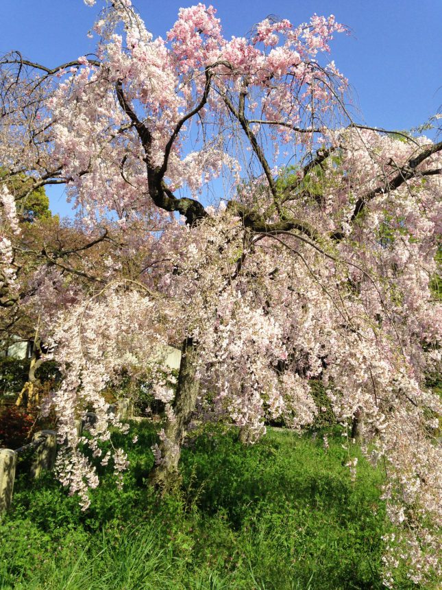 Nijo-jo Castle in spring