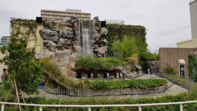 Outdoor penguin exhibition in Maxell Aqua Park in Shinagawa, Tokyo, Japan