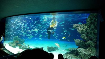 Diver cleaning aquarium in Maxell Aqua Park in Shinagawa, Tokyo, Japan