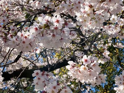 japan Cherry Blossom private tour in 2022