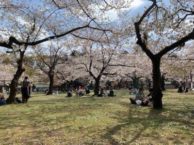 cherry blossom picknick Yoyogi park, Tokyo