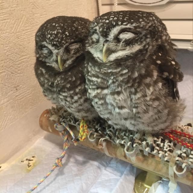 Cute owls in an owl cafe in Tokyo, Japan