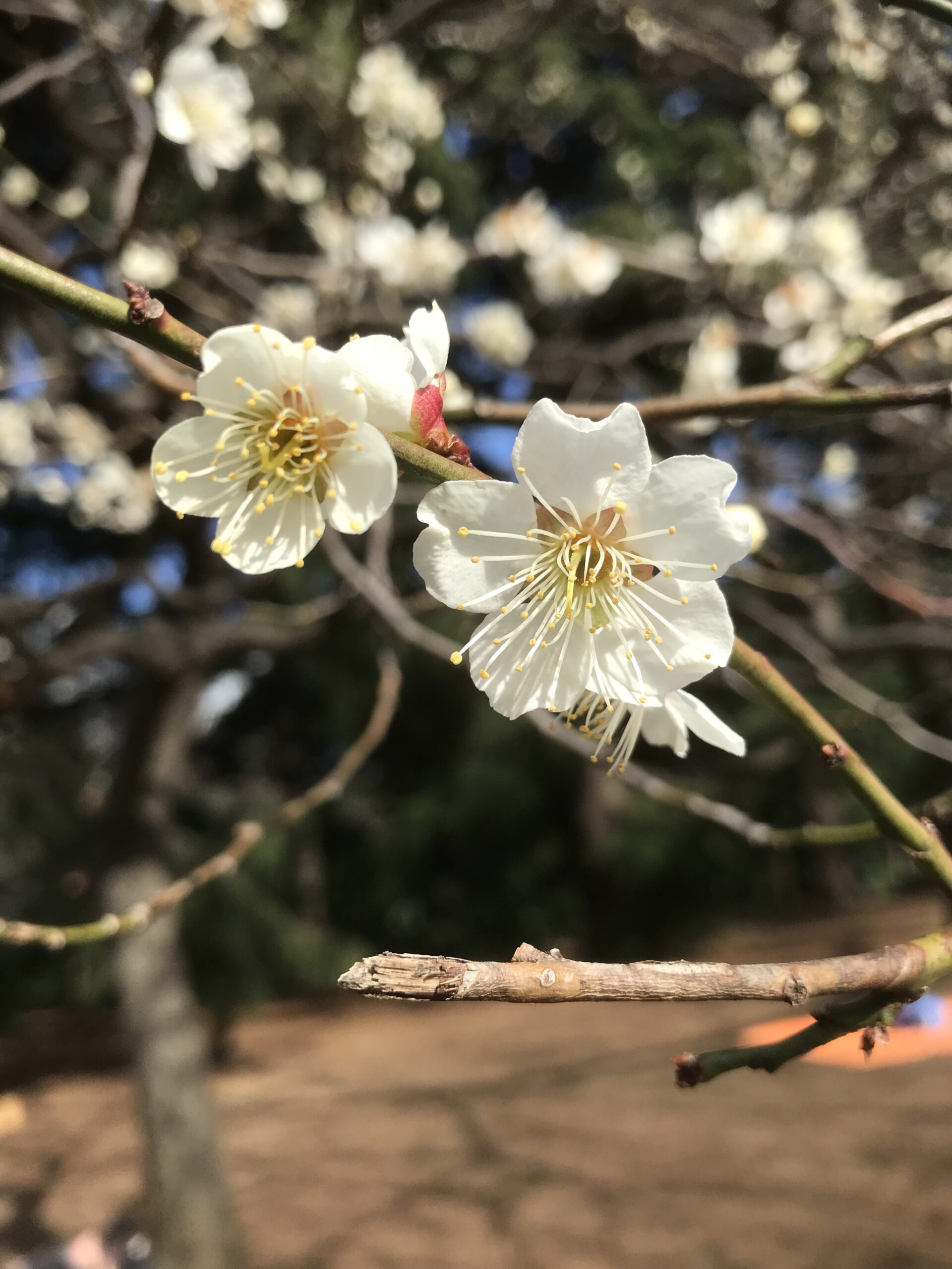 Plum blossoms in Japan