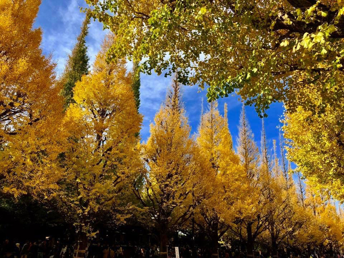 Yellow gingko trees form the fall foliage in Gaien Mae, Tokyo, Japan