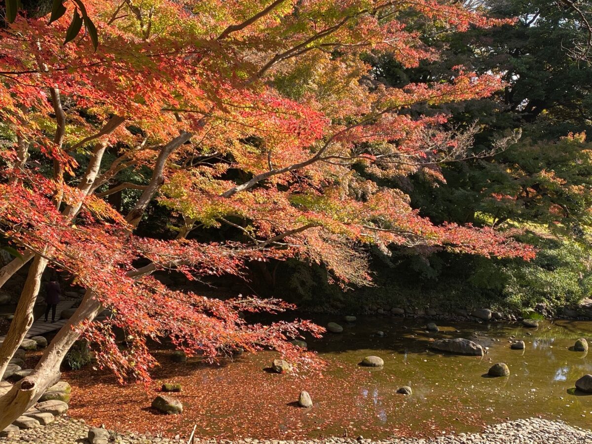 Fall foliage in Koishikawa park in Tokyo, Japan