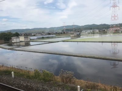 RIce fields in Niigata city, Japan