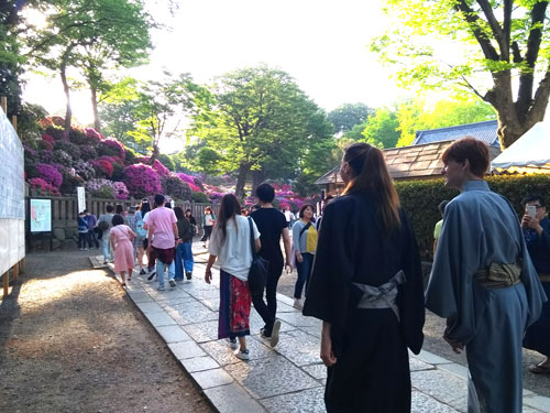 Nezu shrine azalea