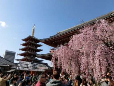 Cherry blossom, Asakusa