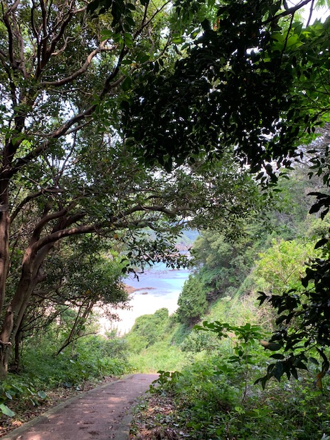 View of forest, beach, and ocean in Shimoda, Shizuoka, Japan