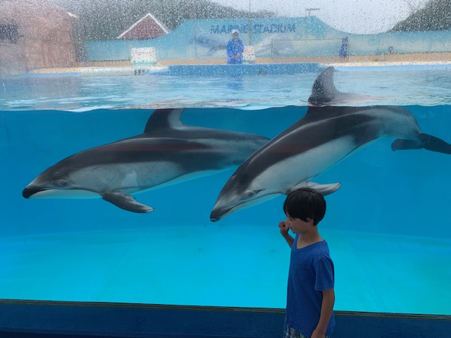 Japan Shimoda aquarium dolphins in Japan