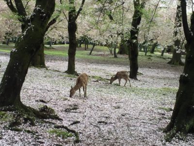 japan Cherry Blossom tour