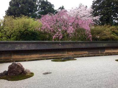 Ryoanji temple in Kyoto, Japan with cherry blossoms during spring