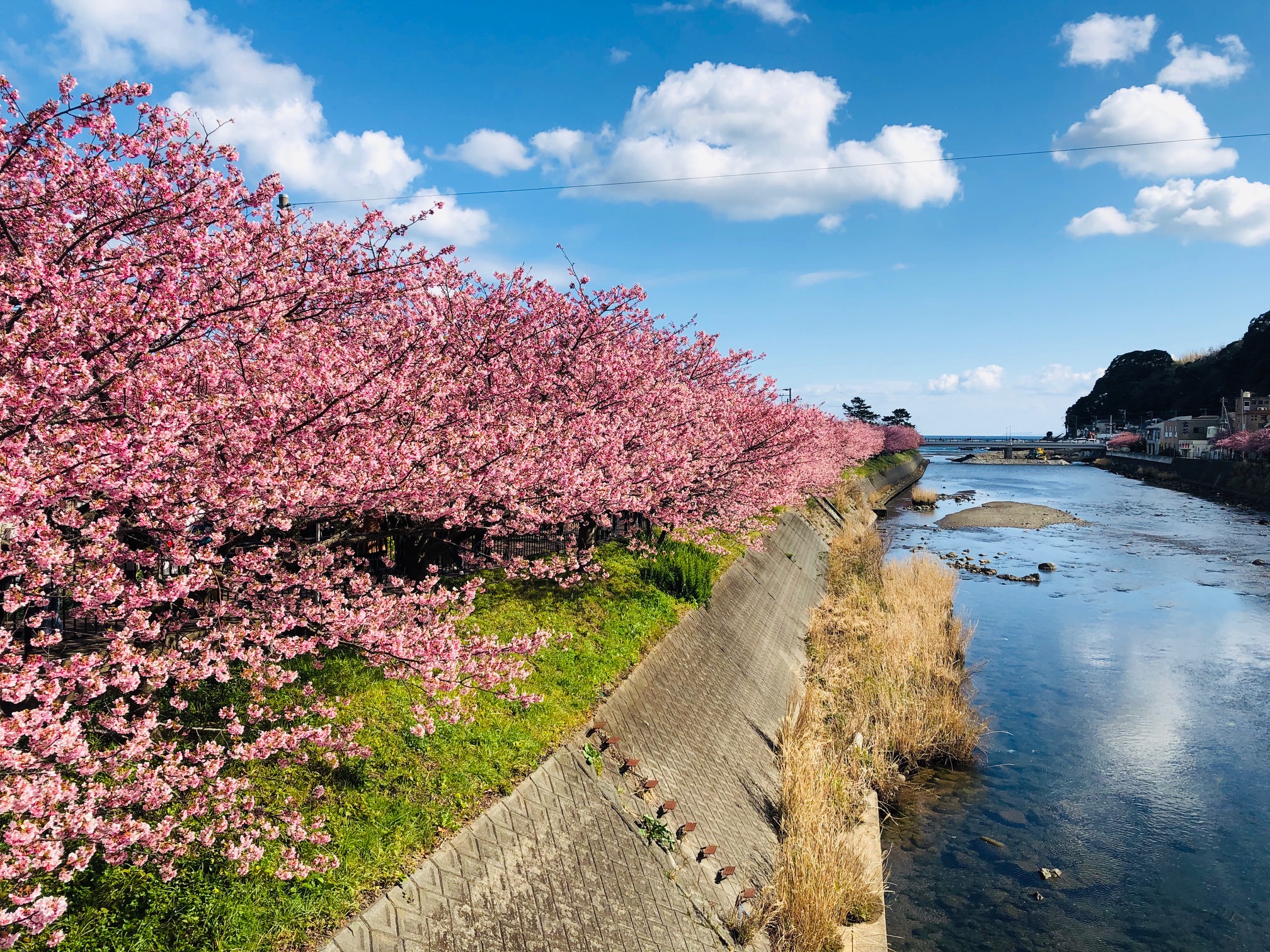 cherry blossom shizuoka