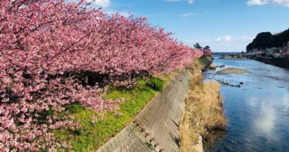 Kawazu, Shizuoka | Flowers bloom all year round, and the area is full of natural attractions