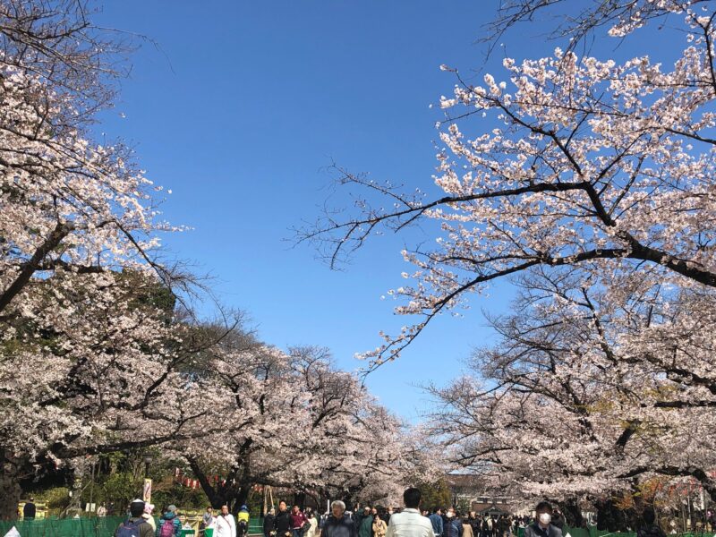 sakura ueno