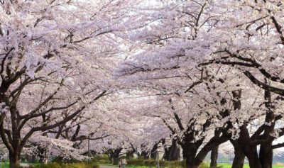 Cherry blossoms in Kitakami Tenshochi Park, Iwate, Japan