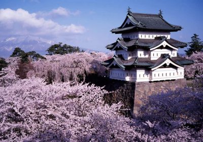 Hirosaki Castle in Aomori, Japan with spring cherry blossoms. This is a popular holiday destination for Japanese locals.