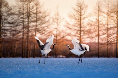 Japanese cranes dancing in Hokkaido, Japan