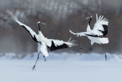 Hokkaido