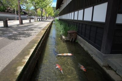 Koi carp in Tsuwano, Shimane, Japan