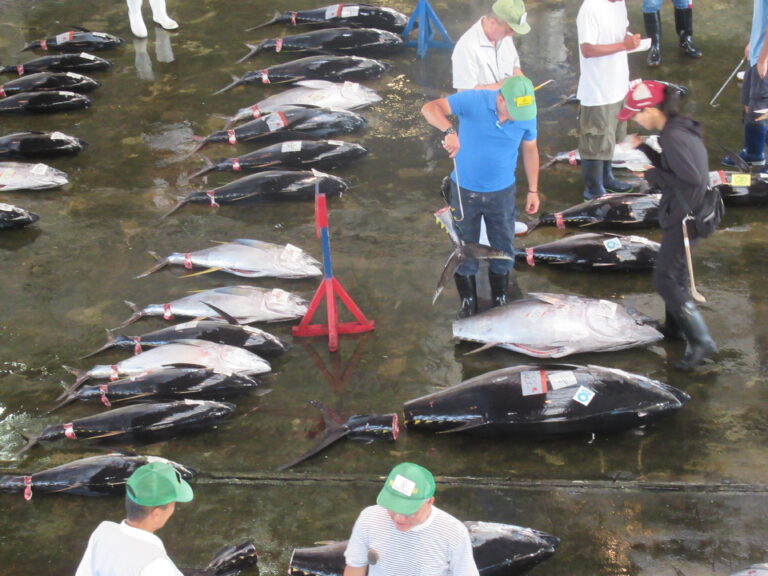 Katsuura fish market, Wakayama, Japan